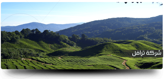 مزارع الشاي في مرتفعات كاميرون Tea Farm cameron highland