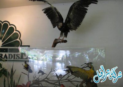 حديقة الطيور في لنكاوي BIRD PARADISE