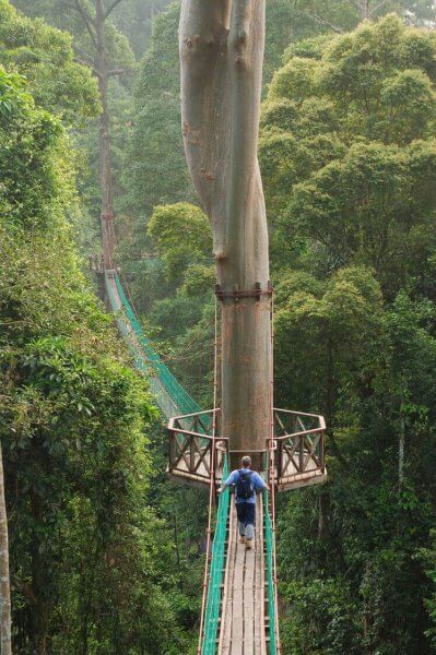 Rainforest-Canopy-Walkway-2