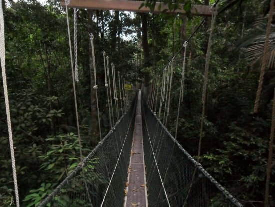canopy-walk-penang-national-park-malaysia
