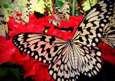 butterflyfarm33